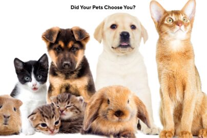 Pets as Soulmates: Karmic Connections Explored