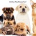 Pets as Soulmates: Karmic Connections Explored