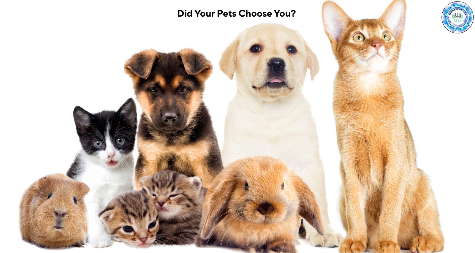 Pets as Soulmates